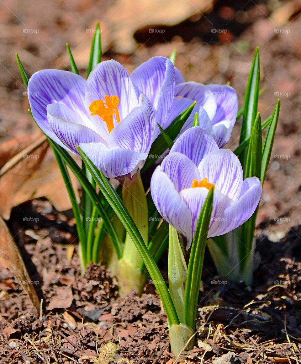 Crocus flowers