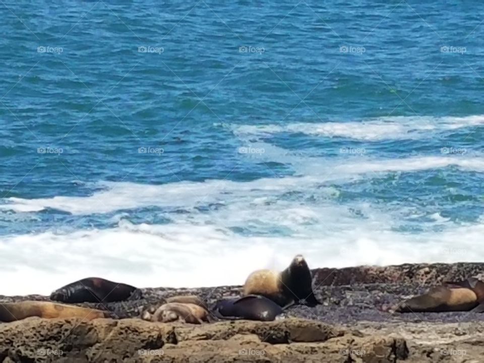 seals in Charleston Oregon