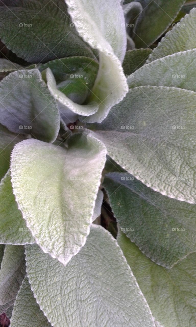 Lambs Ear plant. The soft texture and cool colorof this plant makes it over of my favorites.