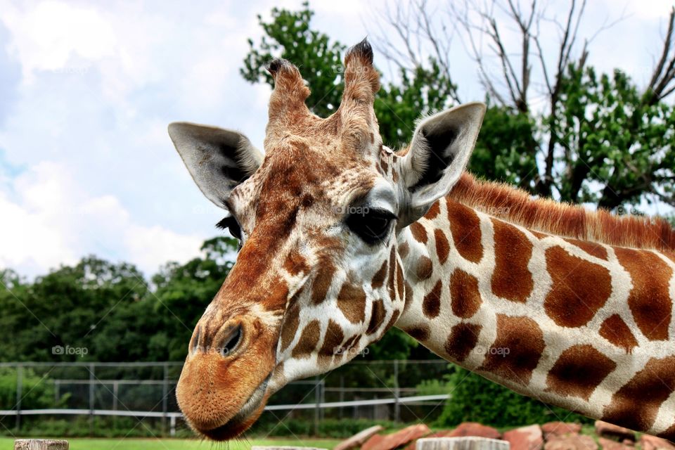 Close-up of giraffe