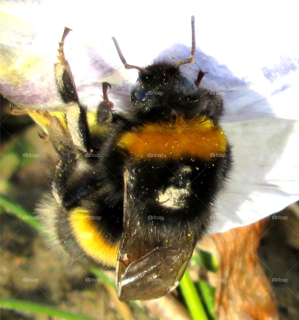 Bumblebee pollinating