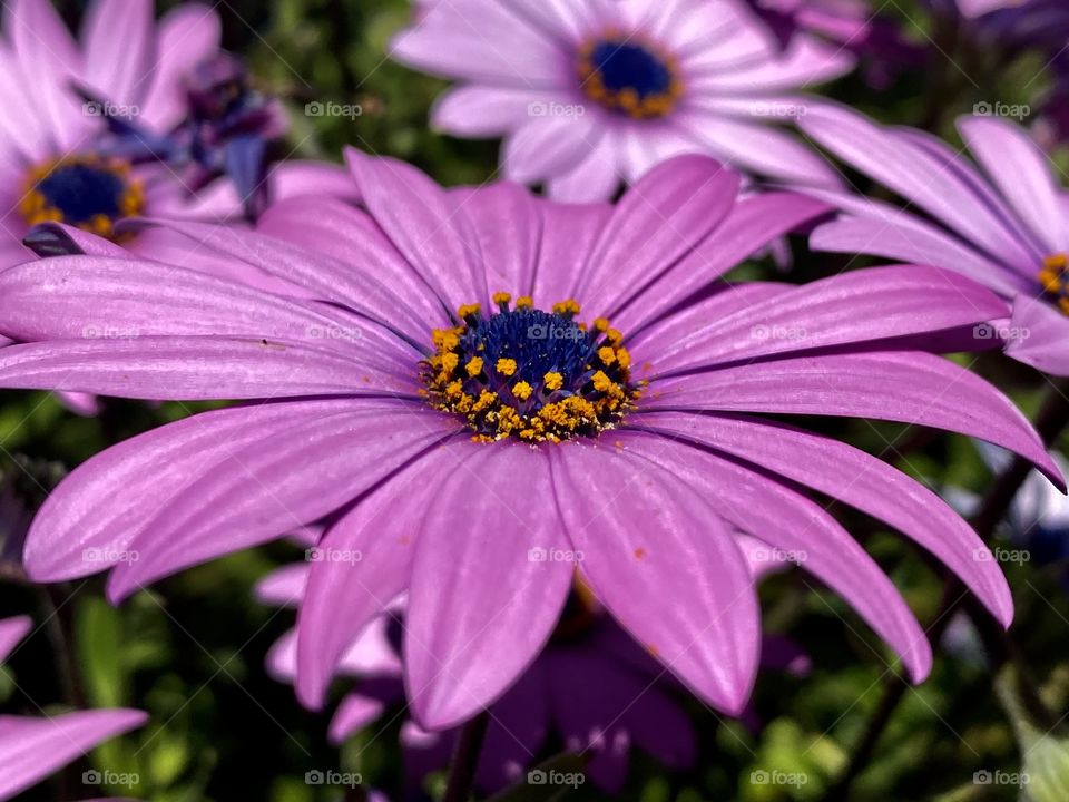 Pretty cape marguerite flower 