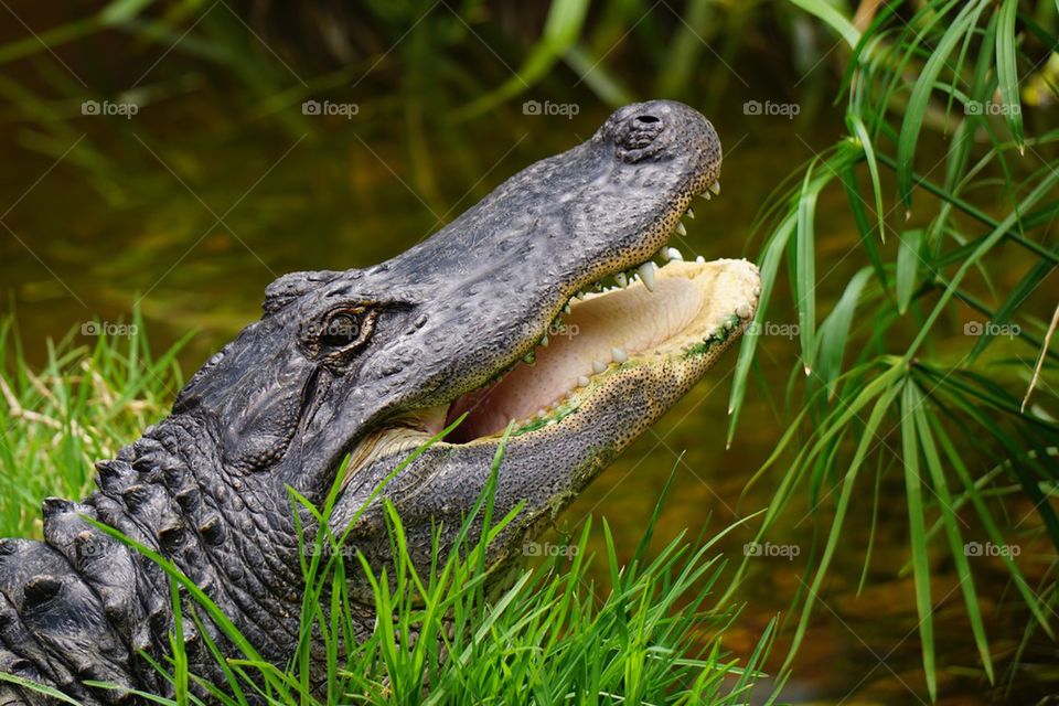 Close-up of American alligator