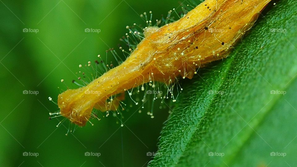 Fungus consuming a dead flower