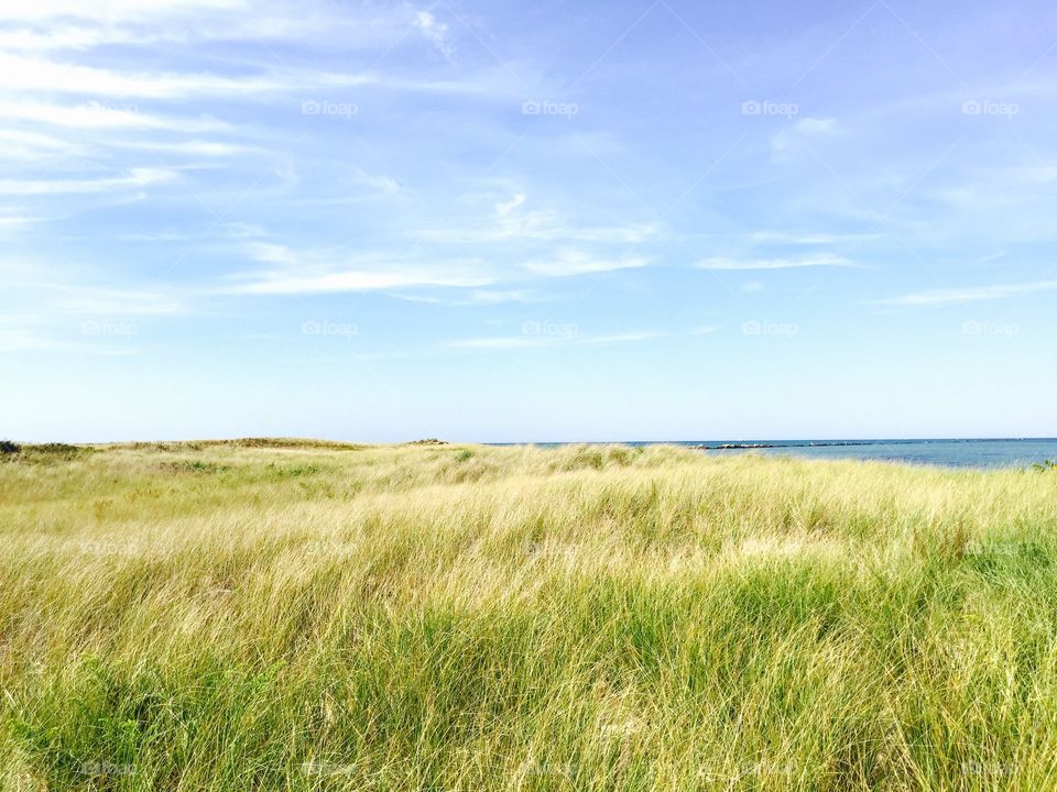 Dune grass, Nantucket 