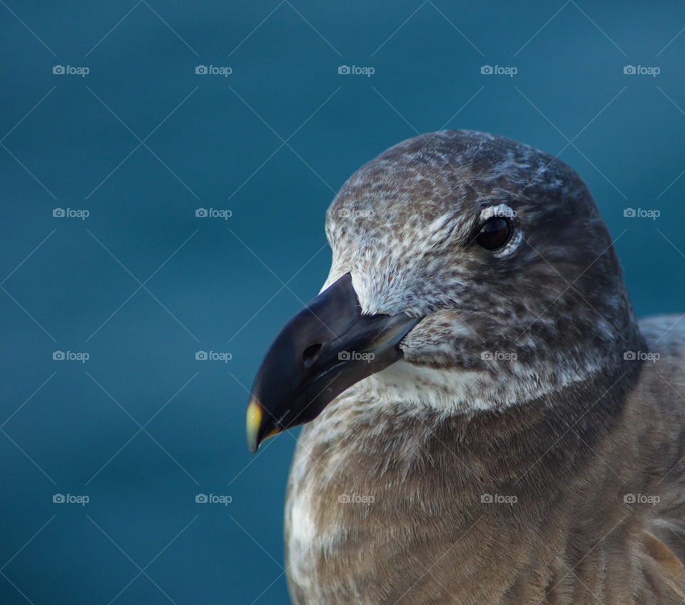 Pacific Gull closeu