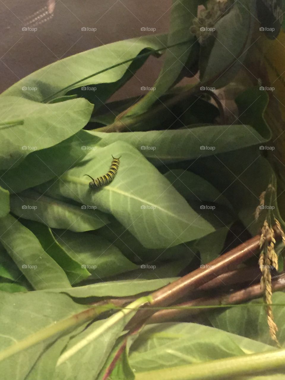 Monarch butterfly caterpillar just before cocooning 