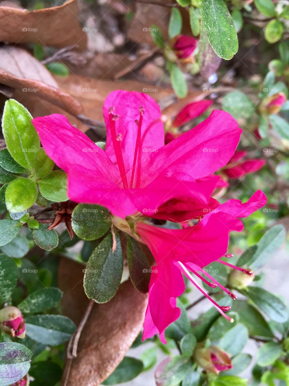 Pink azaleas