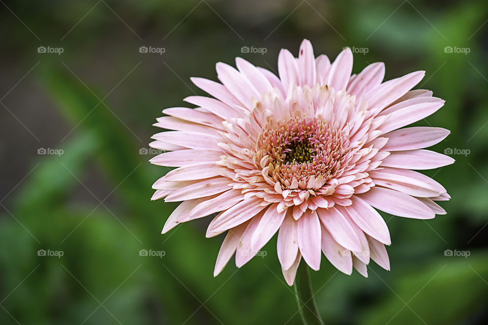 Pink flower or Zinnia Bright colors in garden.