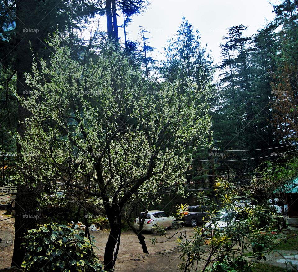 A tree found in Himachal. India.