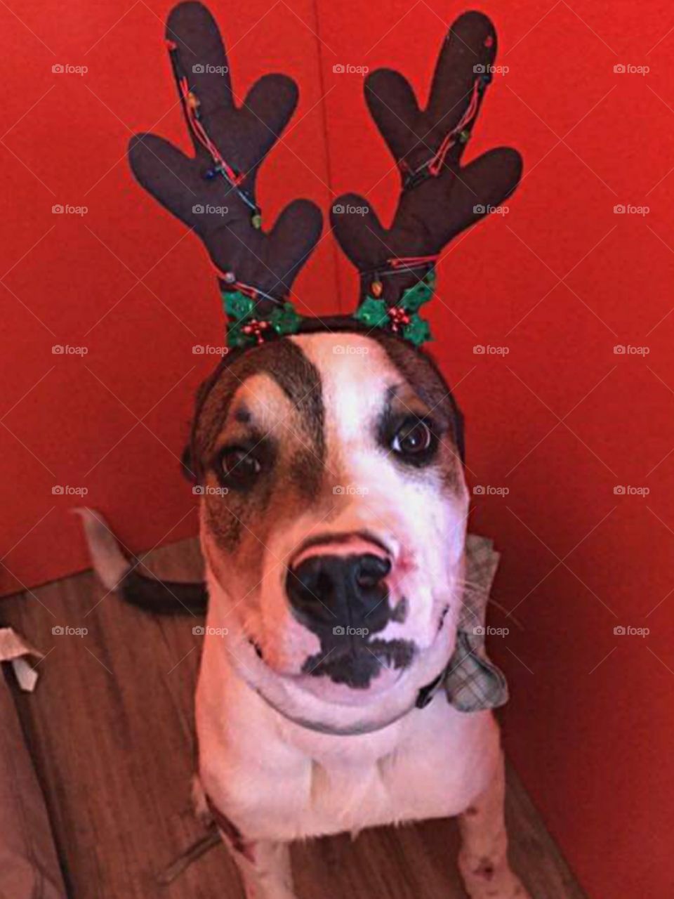 Canine reindeer