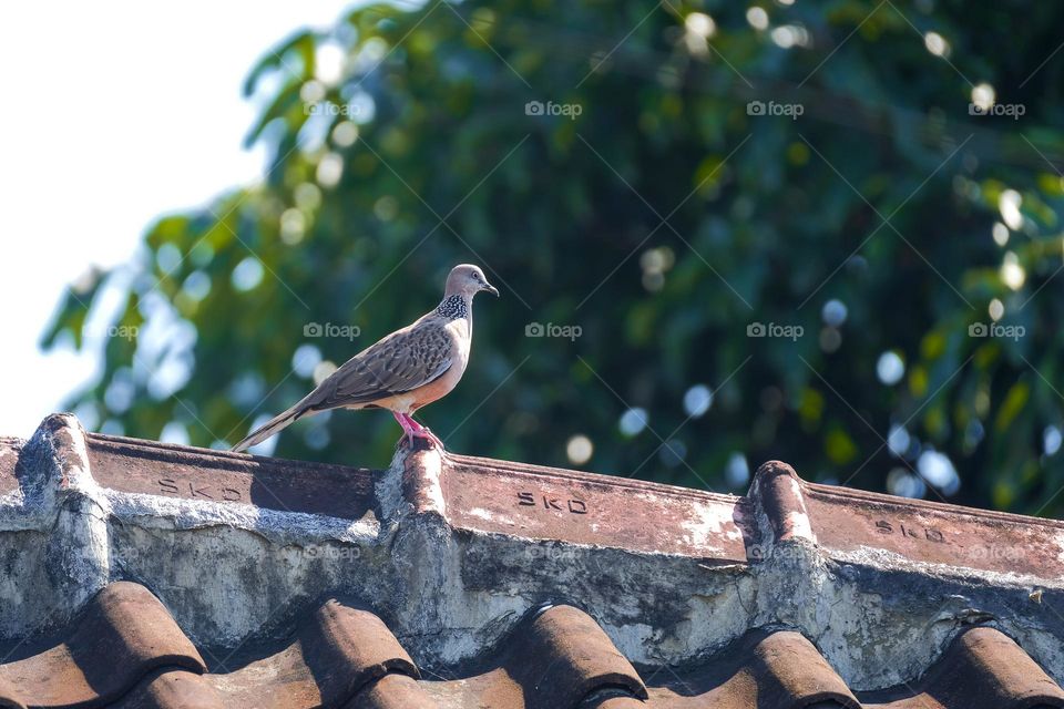 Thriving biodiversity in the heart of urban life