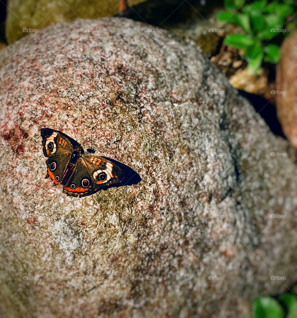 Buckeye butterfly resting on a rock—taken in Brookfield, Illinois 