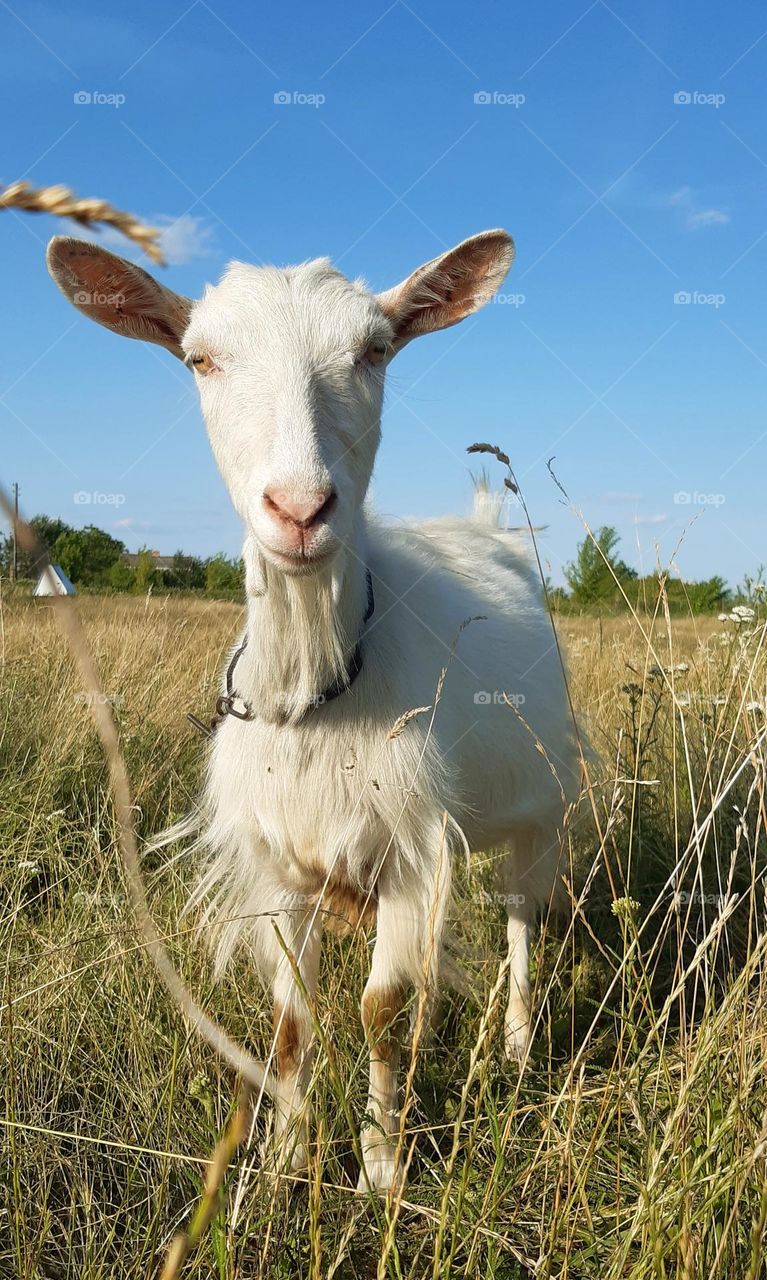 hello, my little friend, goat!