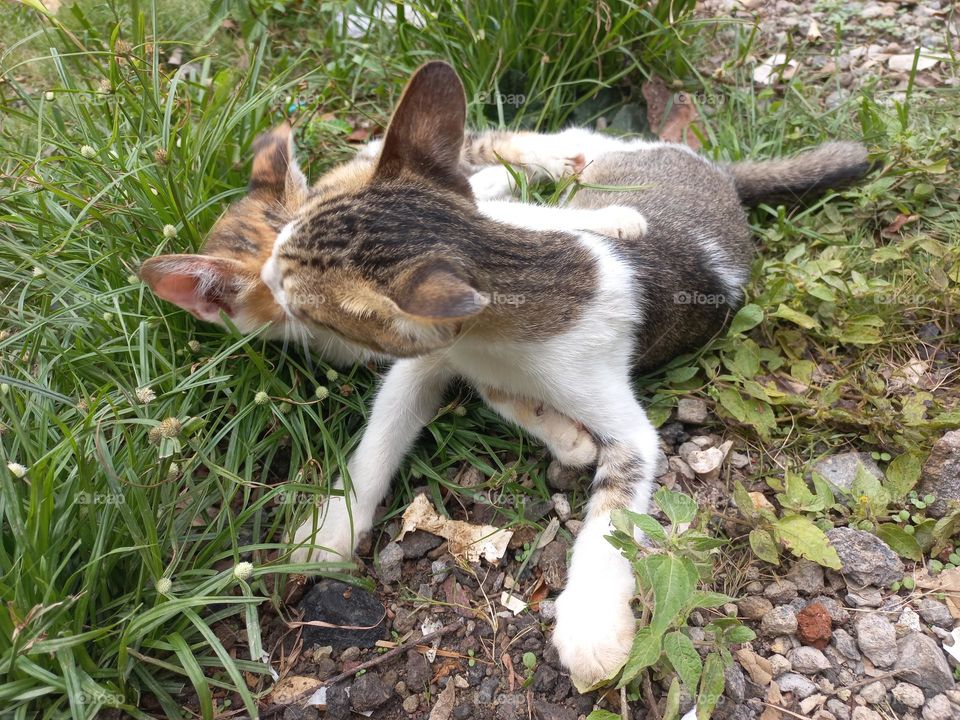 Cute kitten playing in the grass