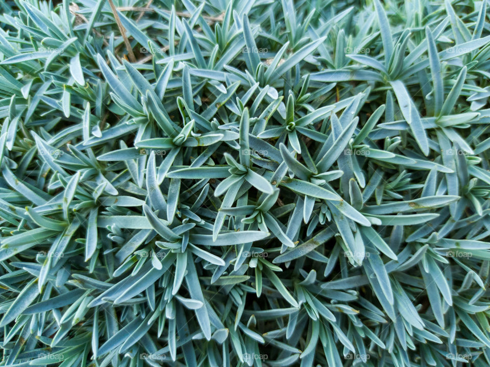 Ground Cover carnation in the garden. Close-up.