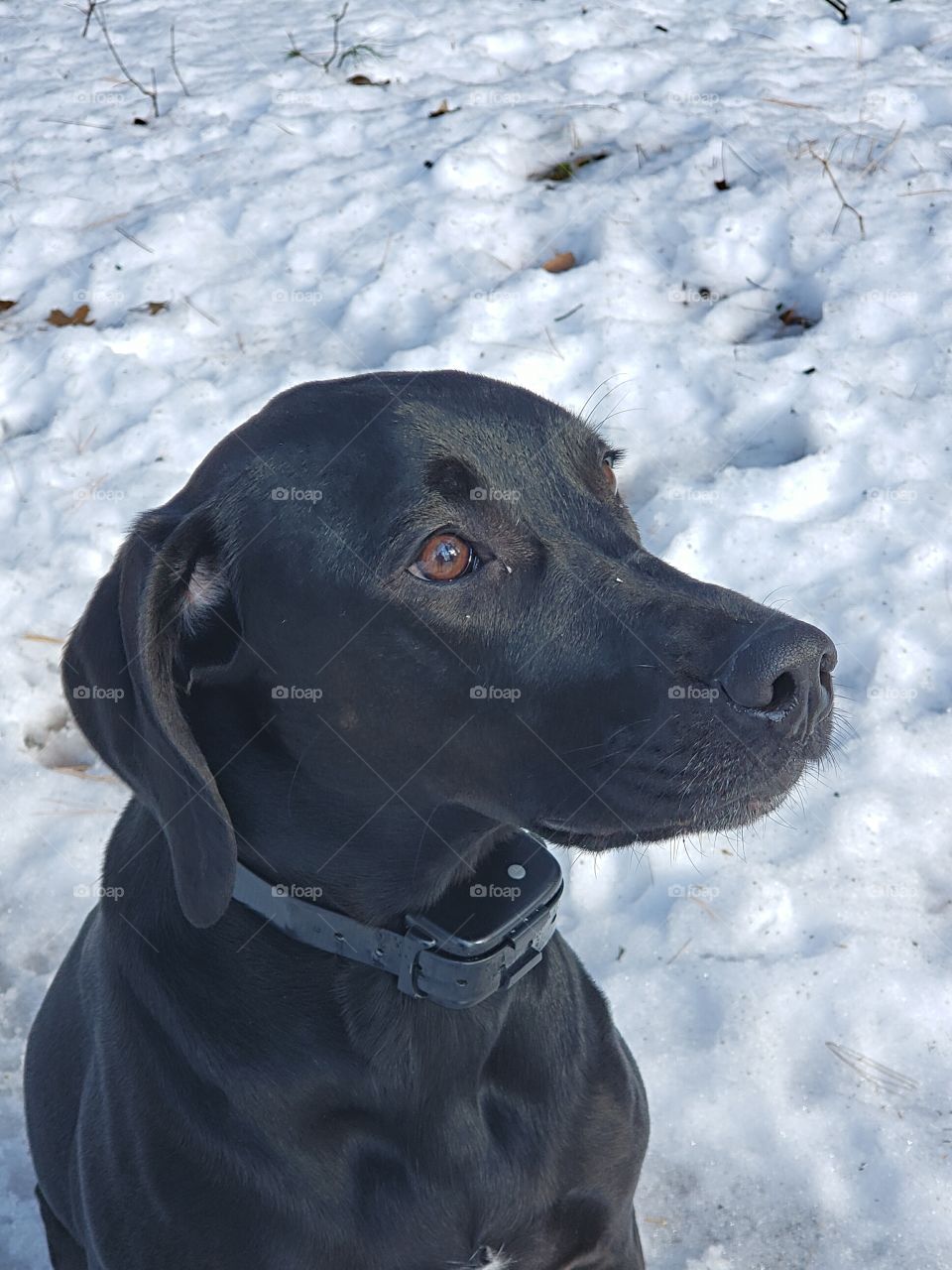 treeing Walker Coonhound mix in the snow