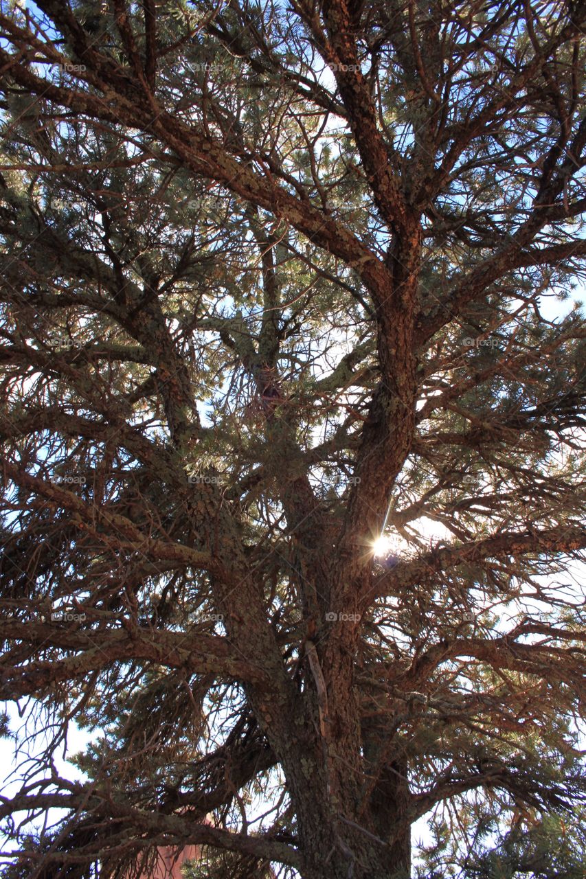 Sunlight thru the tree