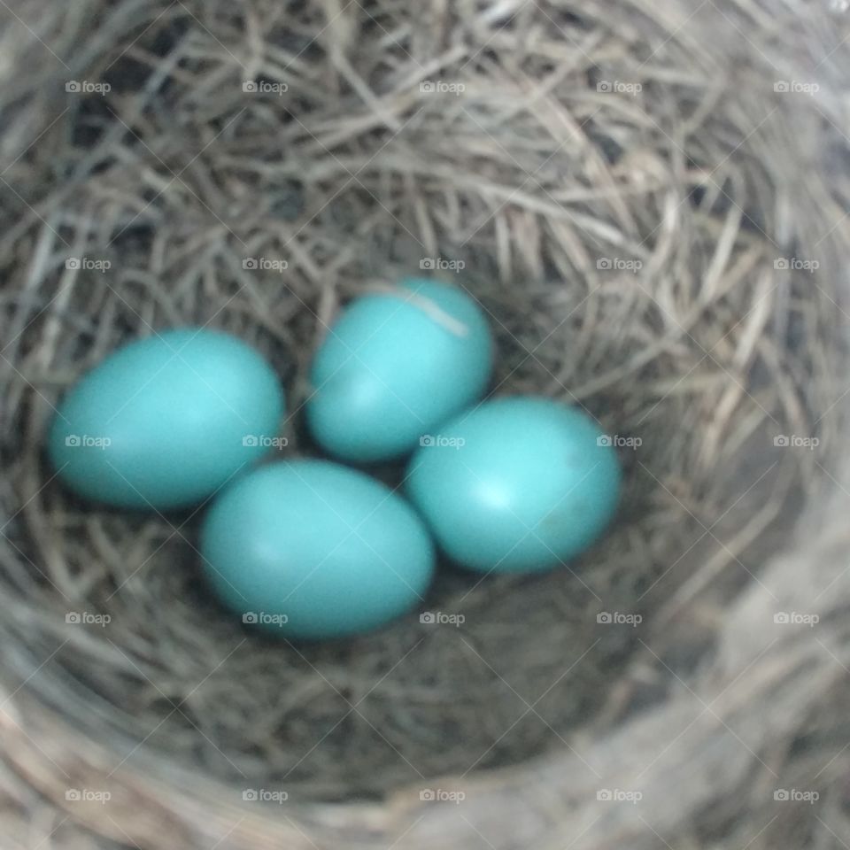 First signs of spring a nest full of robins eggs