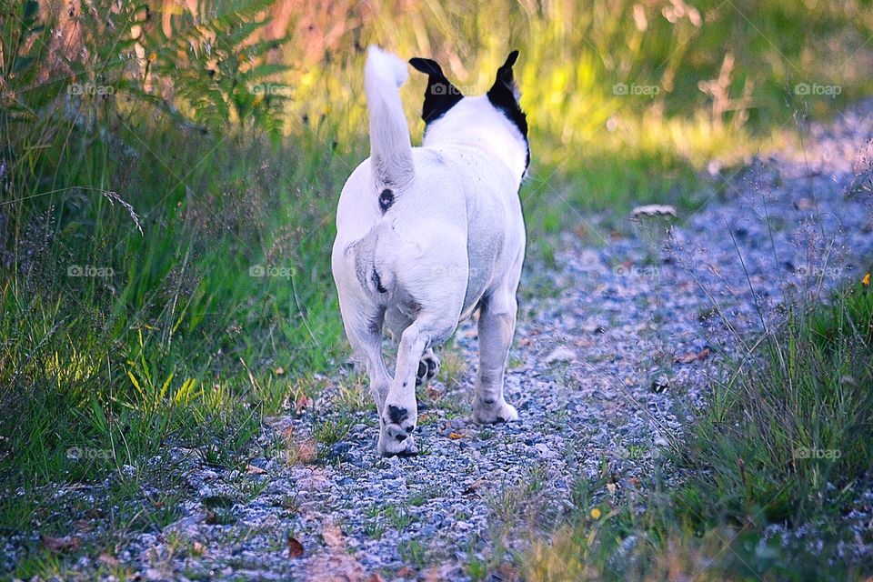 Rear view of dog walking on path