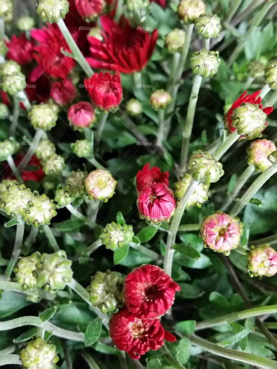 Red flowers Mums buds. Red flowers