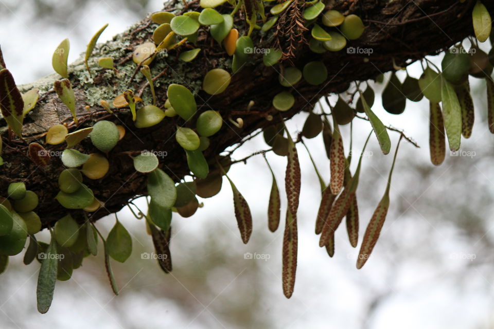 Mossy Branch