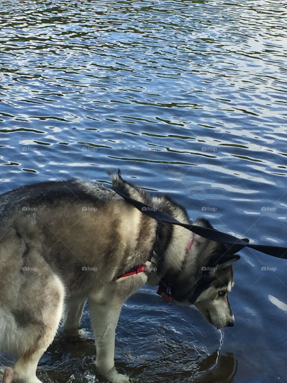 Husky fishing.