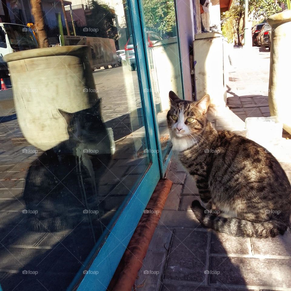 beautiful cat , nice miror