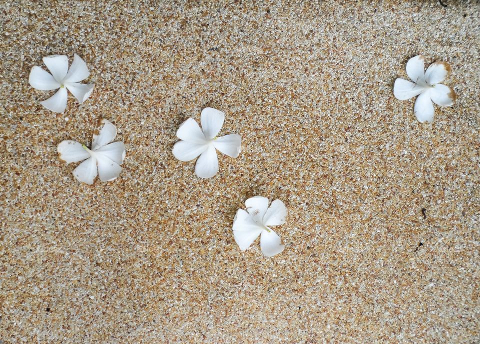 background style picture of Plumeria  flower on the floor