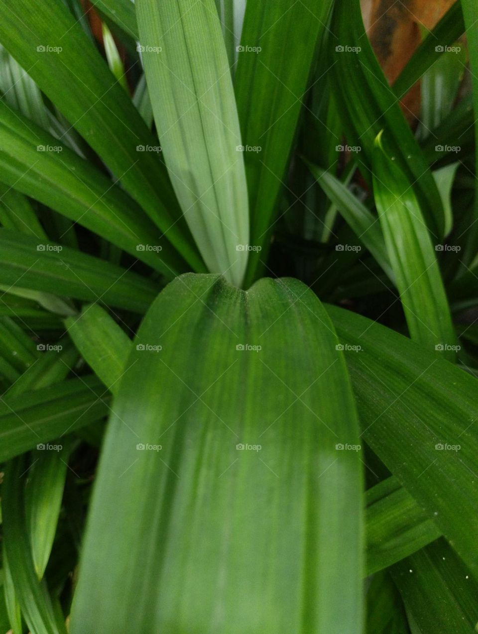 fragrant pandan leaves when cooked
