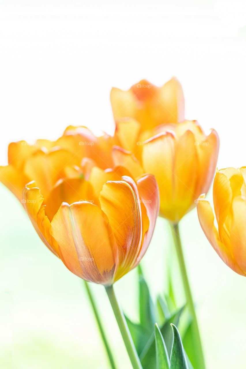 Tulips