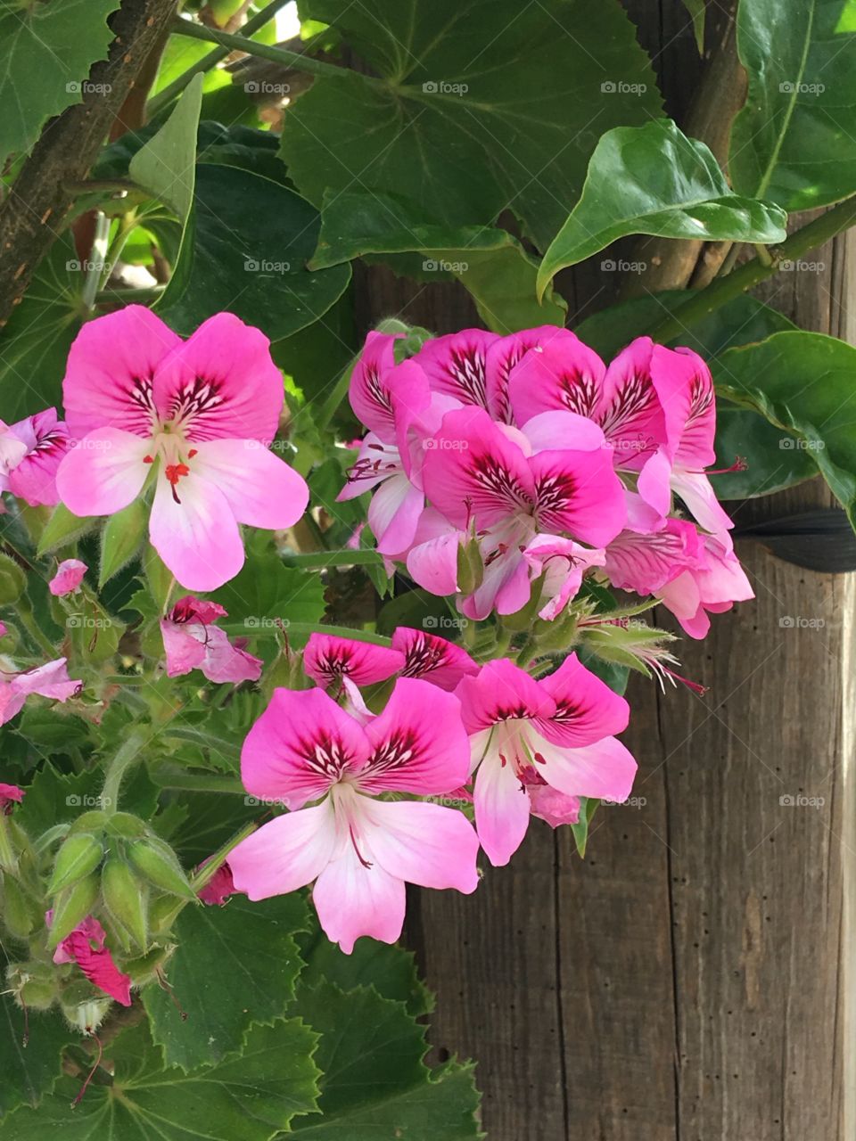 Beauty pink flower