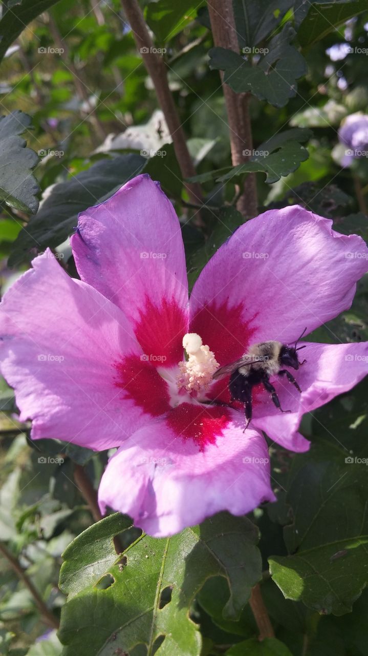 Bee helping pollinate the world