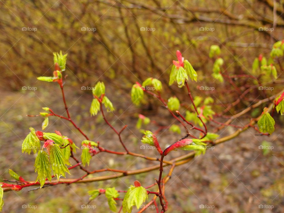 Bright green textured tree leaves with red tips covered in drops from a fresh spring rain in the mountains and forests of Western Oregon. 