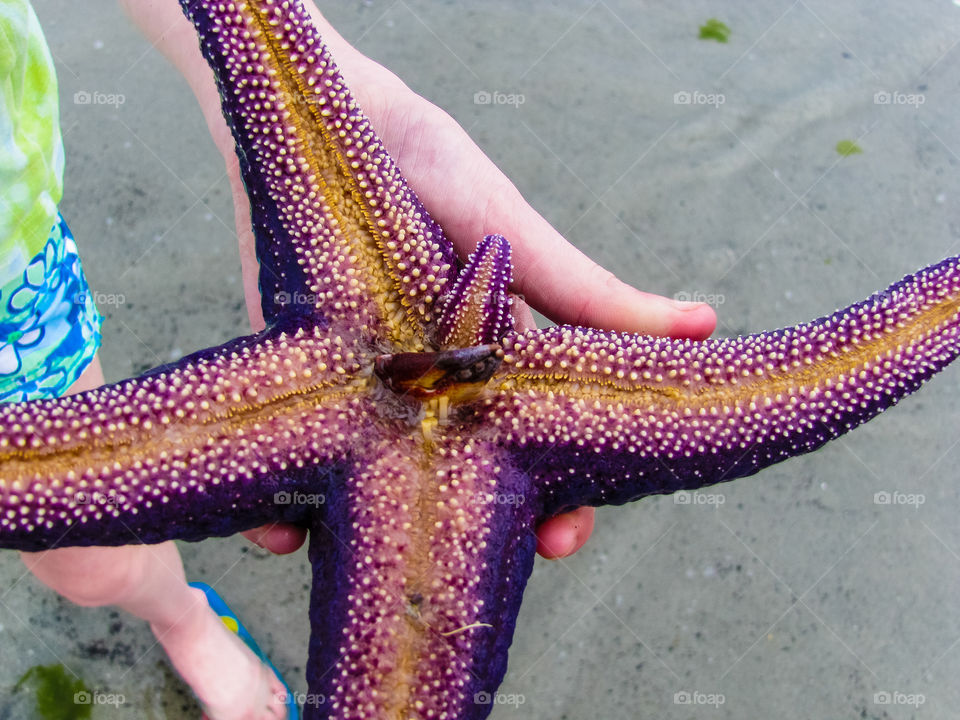 Mother Nature’s wonders! This purple starfish lost a leg & is growing a new replacement. What a neat trick! He was hungry & managed to catch a live crab which he gobbled up shell & all. Here just the end of the claw is sticking out of his mouth. 🦀