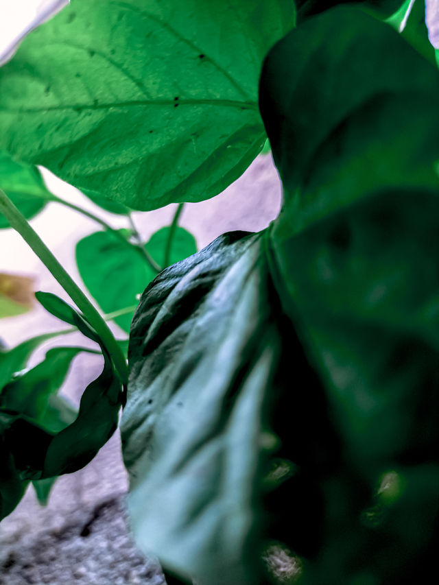 Green Leaves