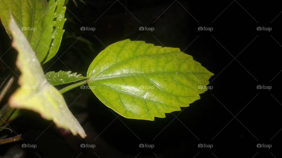 leaf