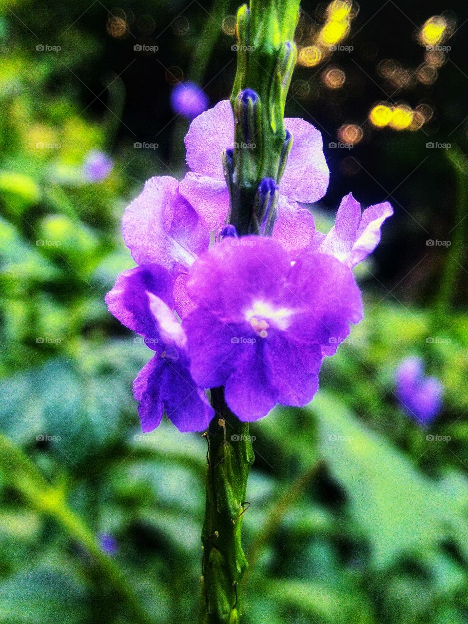 Horse whip is one of the wild plants that live in Indonesia, while the scientific name of this plant is Stachytarpheta jamaicensis.