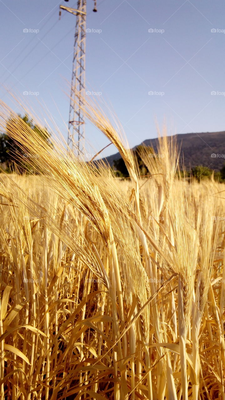 Scenic view of wheat field against sky