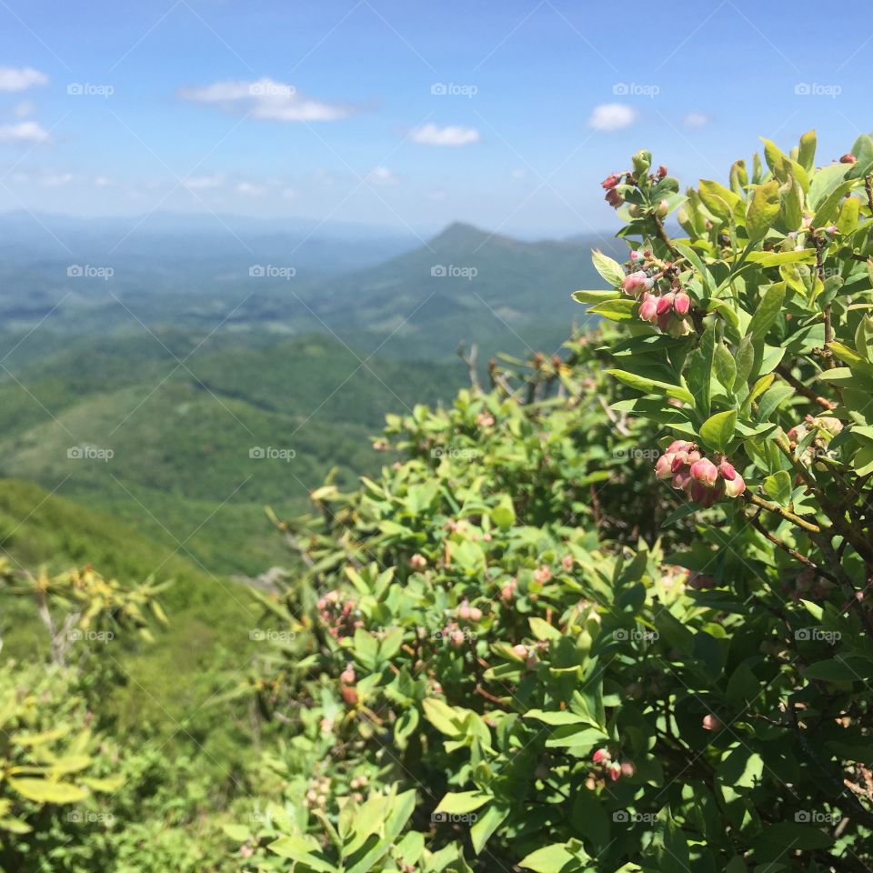 Huckleberry. Snake mountain - 5/25/15 