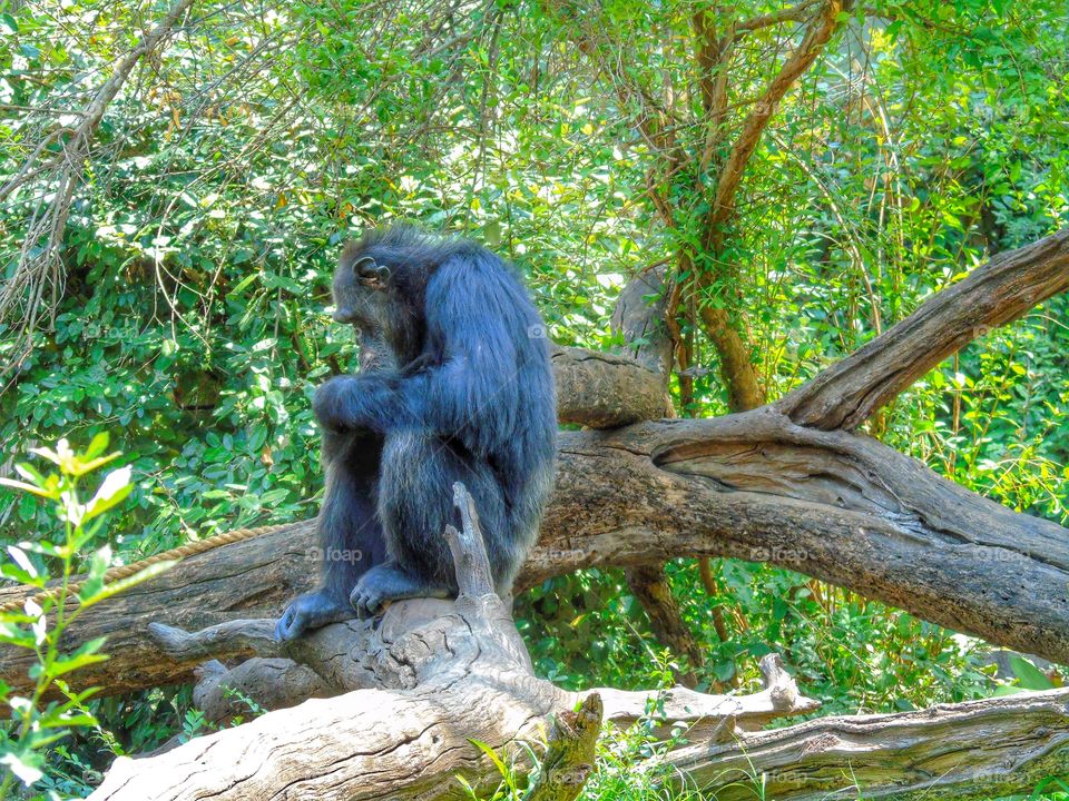 Chimpanzee sitting on branch
