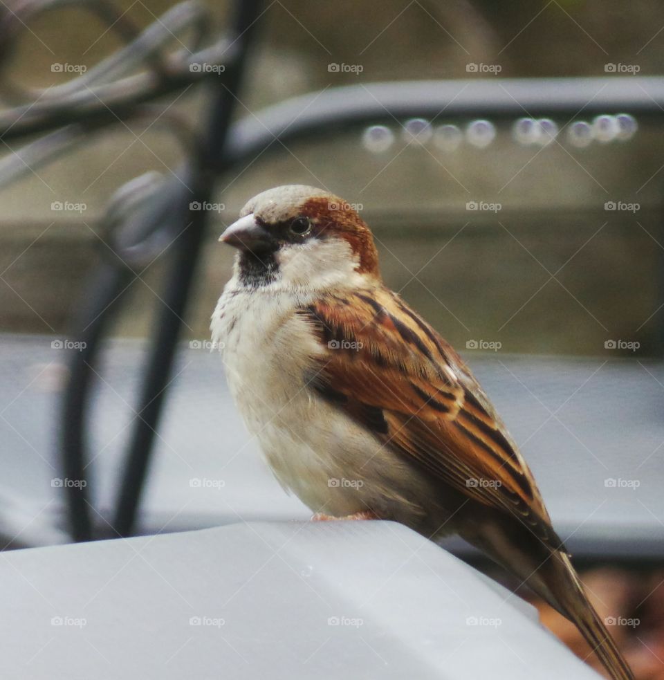 Close-up of a sparrow