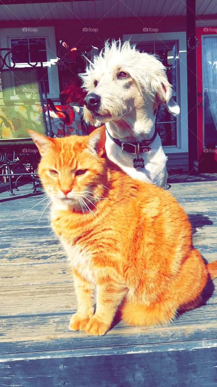 Christopher the slightly overweight cat soaking up the warm sun with the very lovable Oscar