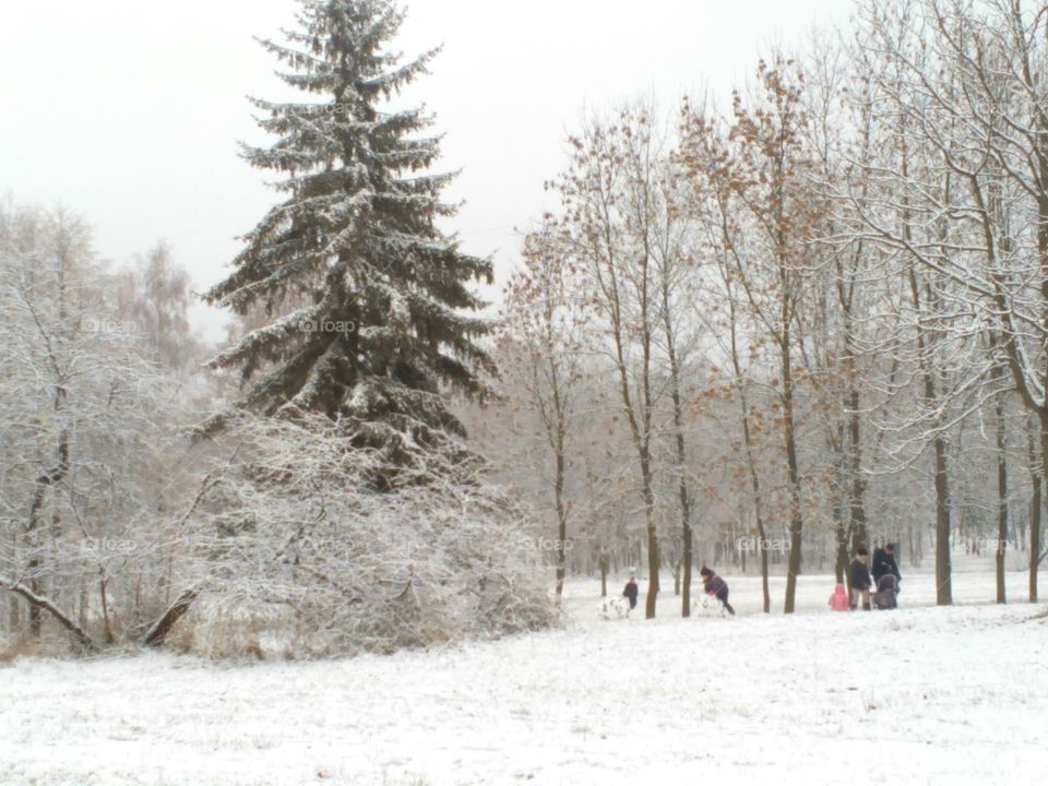 Winter, Snow, Frost, Cold, Tree