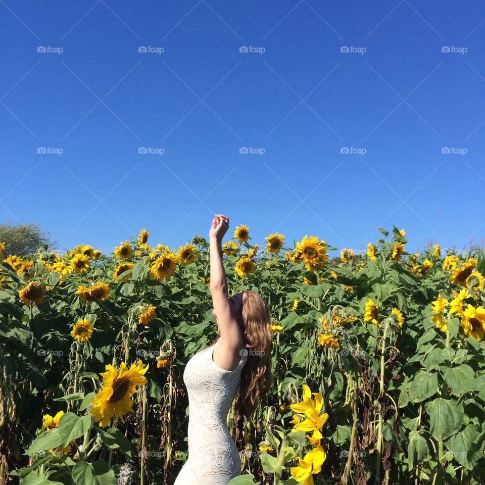 Beauty in sunflowers