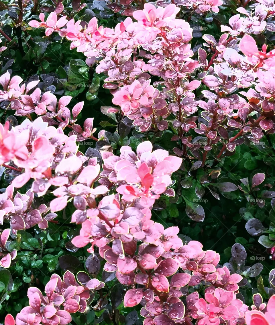 pink