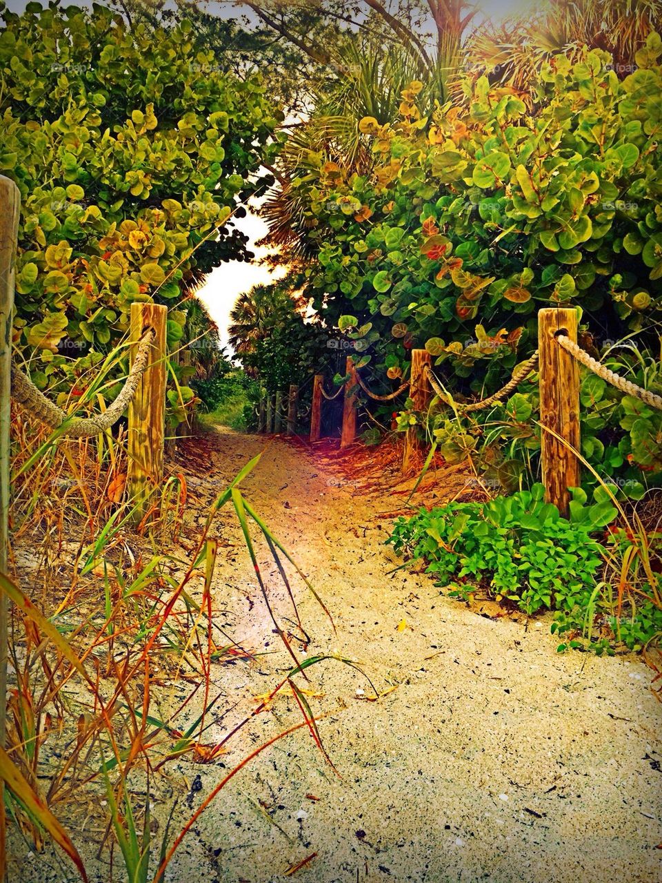 Beach trail