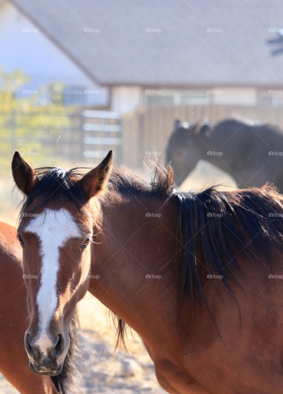 Wild American (Sierra Nevadas) mustang horse closeup with white blaze in rural setting