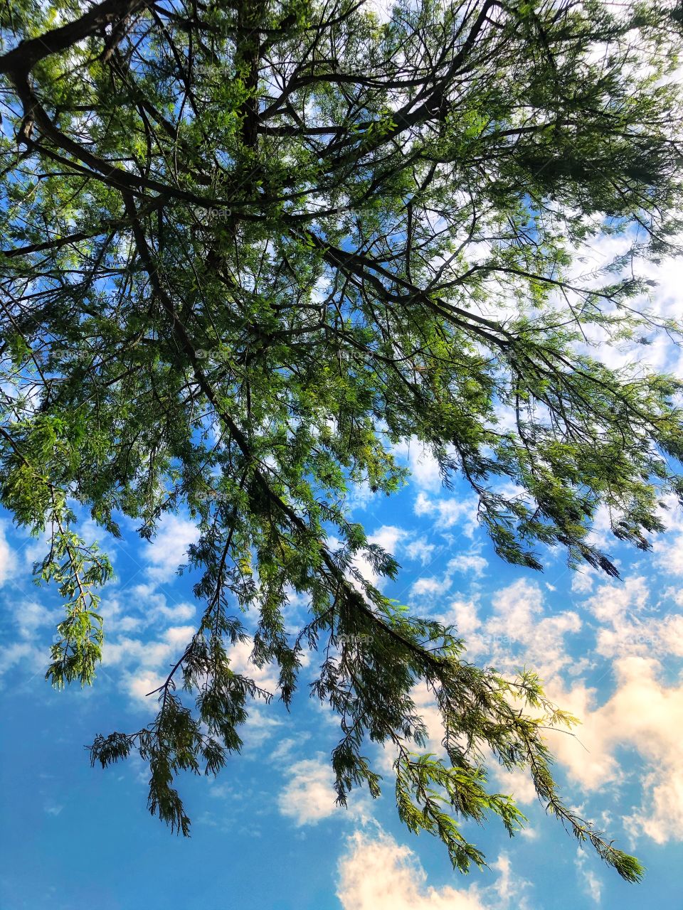 Tree and sky