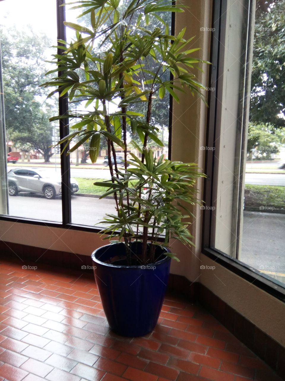 indoor plant